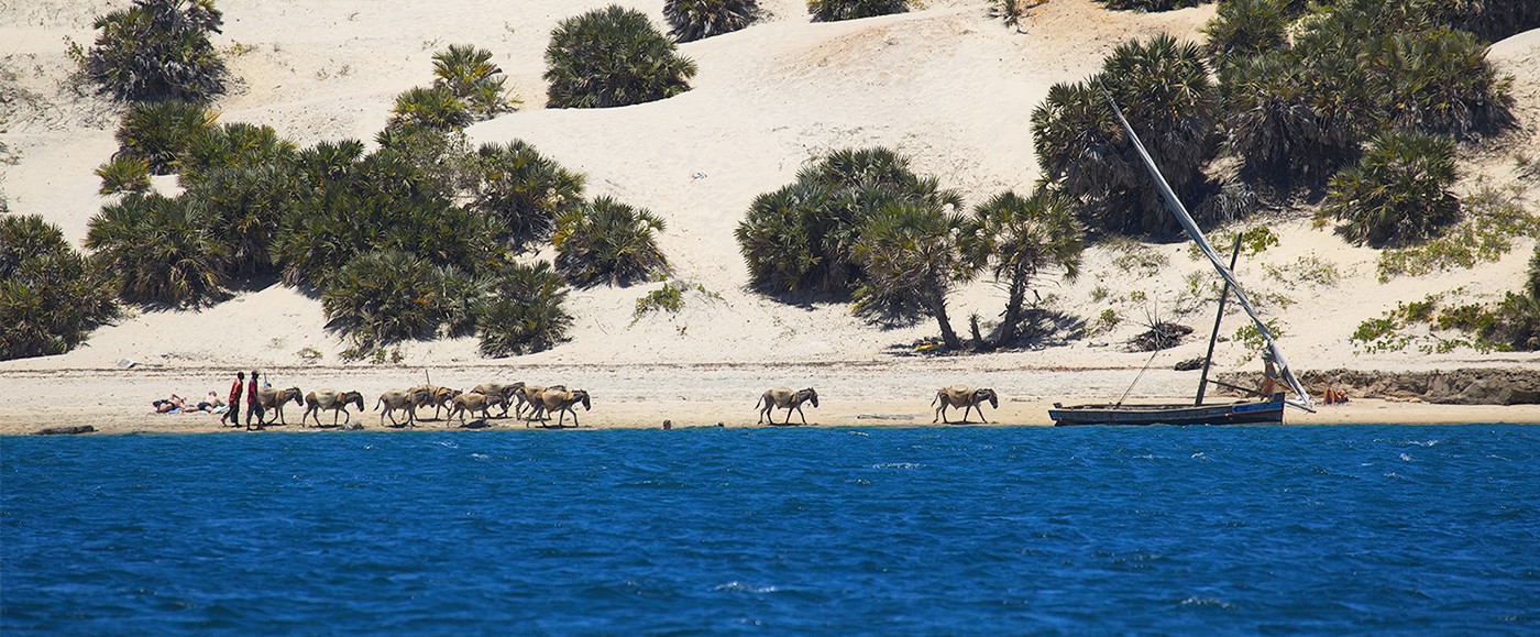 Un convoi d’ânes revenant des dunes, transport de sable vers Shella et Lamu.