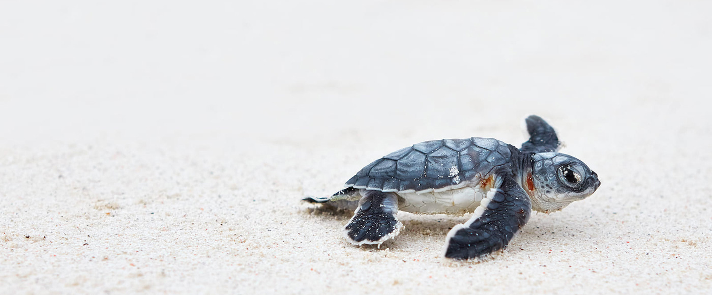 baby sea turtle walking on the sand at Shella Beach on Lamu Island in Kenya