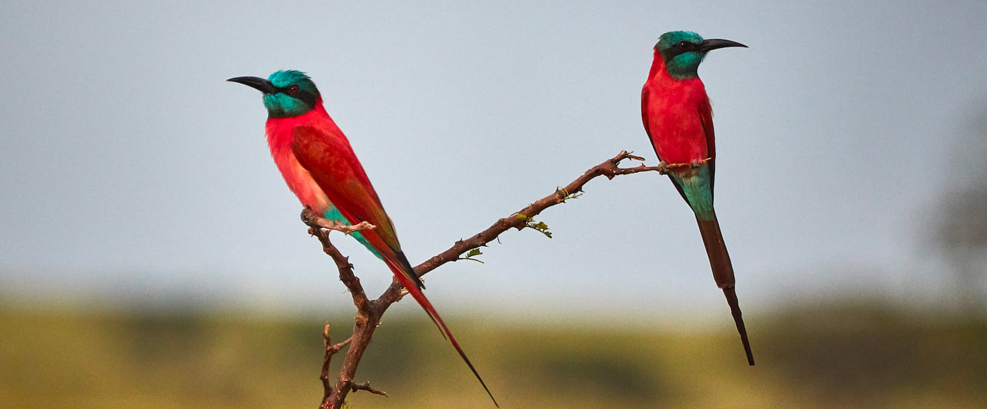colorful birds perched in nature around Lamu Island in Kenya